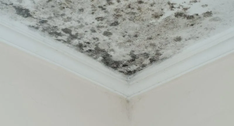 Mold growth on a ceiling of a house due to water leaks or humid conditions