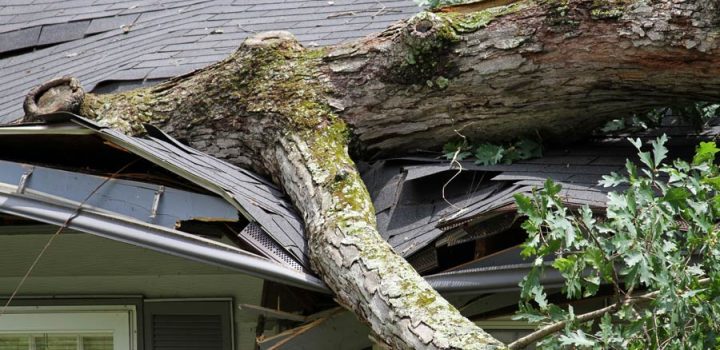 A massive tree has fallen onto a house's roof, causing significant damage to the shingles and gutter system after a severe storm.