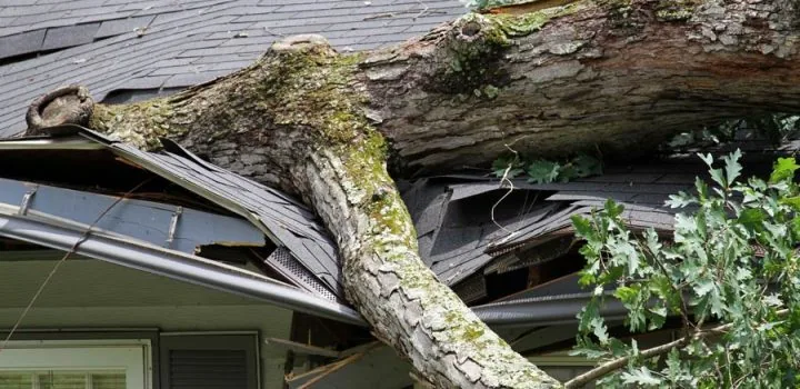 A massive tree has fallen onto a house's roof, causing significant damage to the shingles and gutter system after a severe storm.