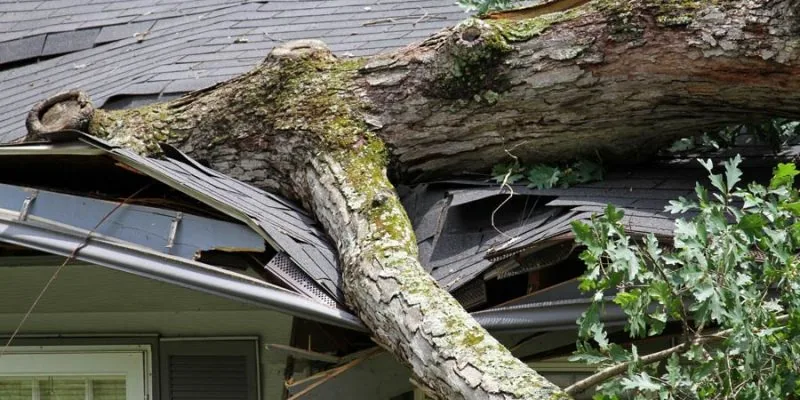 A massive tree has fallen onto a house's roof, causing significant damage to the shingles and gutter system after a severe storm.